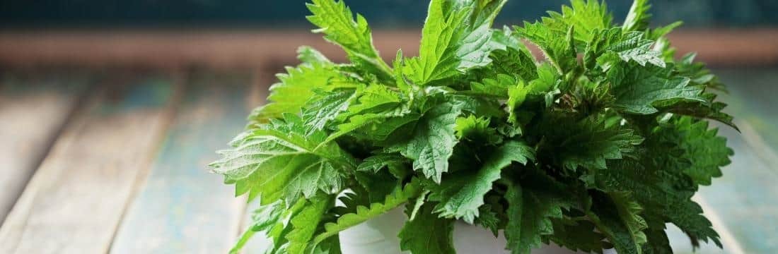 5 Best Stinging Nettle Teas in India as in 2021