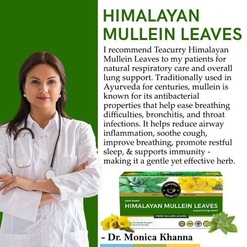 Himalayan Mullein Leaf Tea Doctor Recommends 