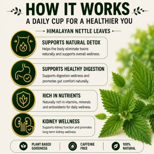 How Teacurry HImalayan Stinging Nettle Tea Works 