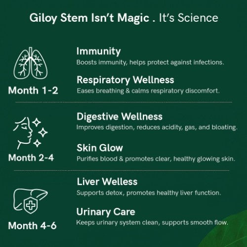 Organic Himalayan Giloy Sticks Benefits 