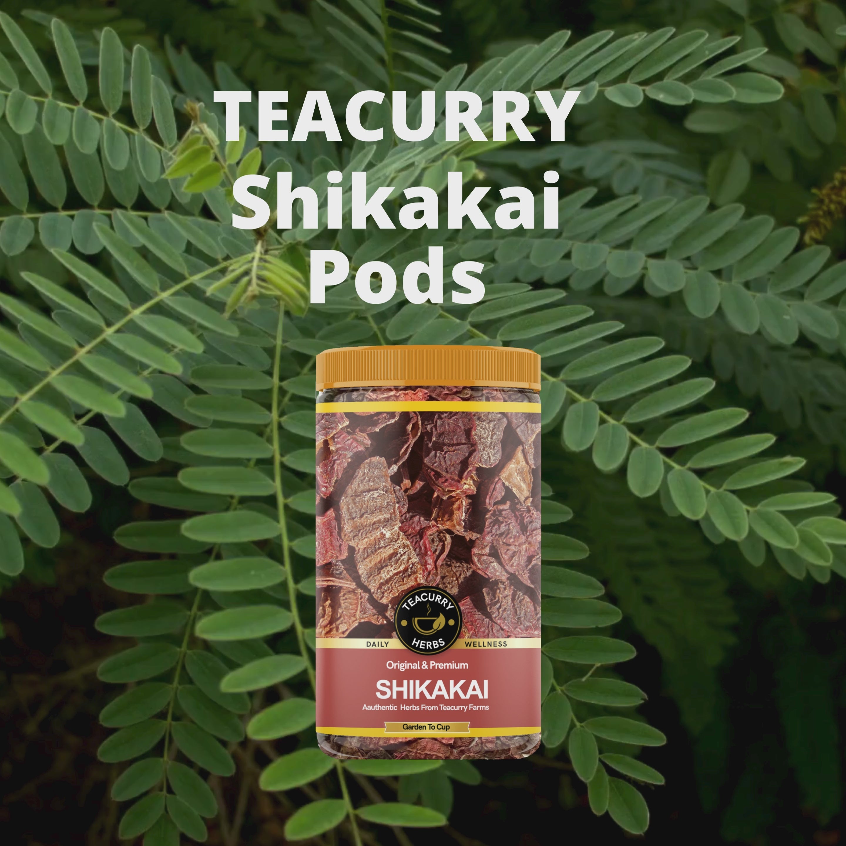 Teacurry Shikakai Pods Video