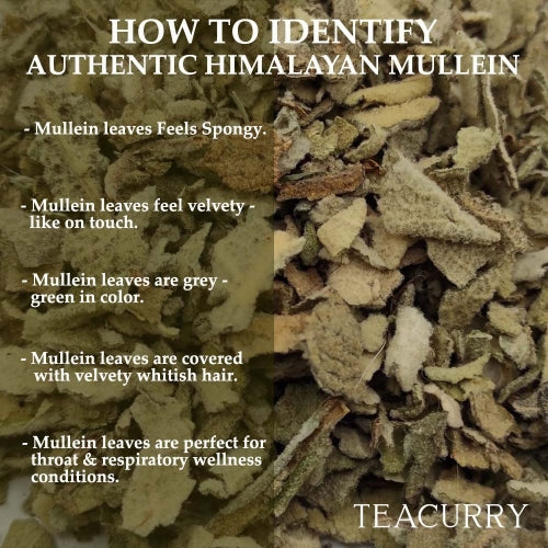 teacurry how to identify authentic himalayan mullein 